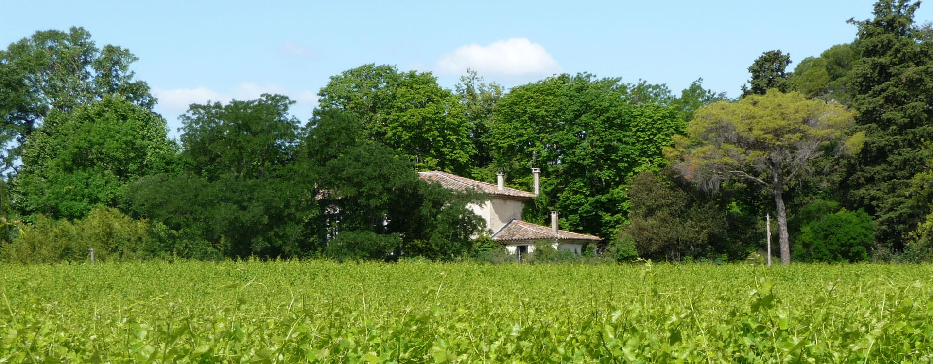 Domaine d'Aigues Belles - Domaine viticole en Languedoc-Roussillon